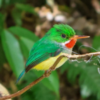 Puerto Rican Tody